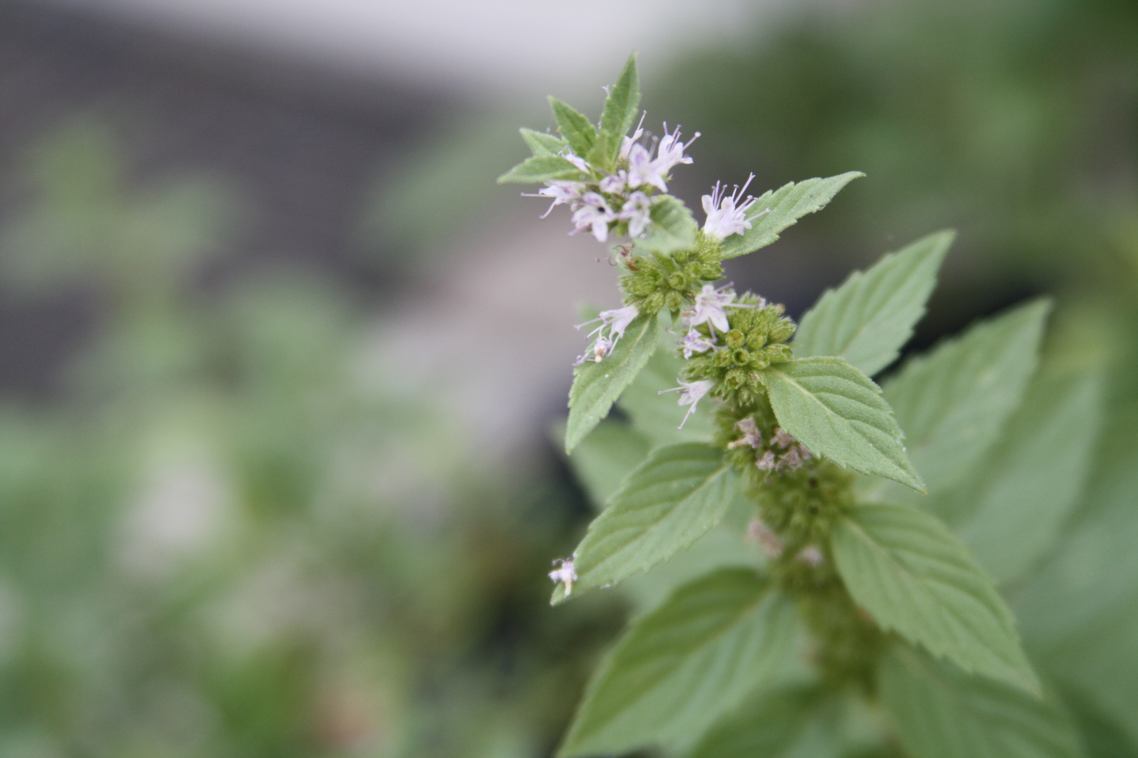 Herbal Gardening Strategies Class