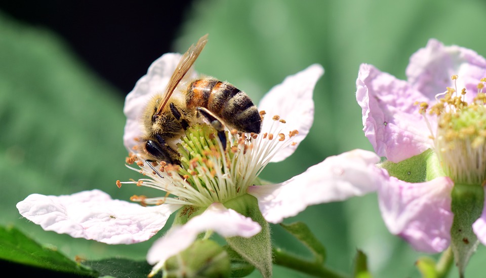 Guest Post! Creating A Garden To Save The Bees: How To Get Started